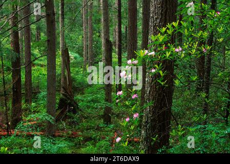 Pacific Rhododendron (Rhododendron macrophyllum) im Wald auf Mt Walker, Olympic National Forest, Washington Stockfoto