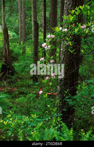 Pacific Rhododendron (Rhododendron macrophyllum) im Wald auf Mt Walker, Olympic National Forest, Washington Stockfoto