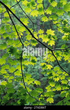 Weinahorn auf dem Falls View Canyon Trail, Olympic National Forest, Washington Stockfoto