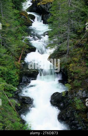 Hamma Hamma River, Olympic National Forest, Washington Stockfoto