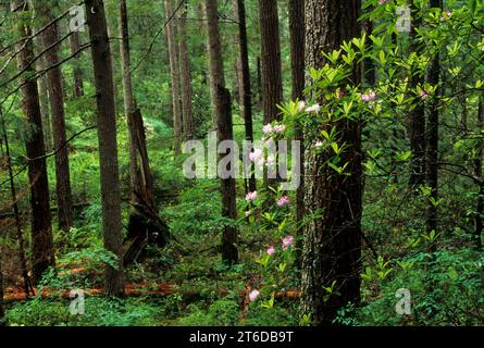 Pazifische Rhododendron (Rhododendron Macrophyllum) auf Mt Walker, Olympic National Forest, Washington Stockfoto