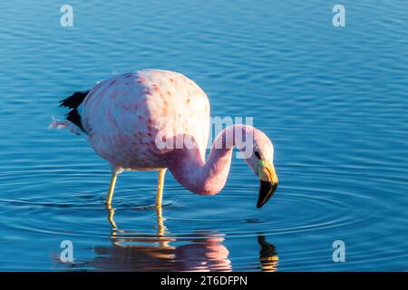 Anden-Flamingo-Spaziergang im Wasser in Laguna Chaxa bei Sonnenaufgang in der Atacama-Wüste im Norden Chiles. Der Vogel wird im Wasser reflektiert. Stockfoto