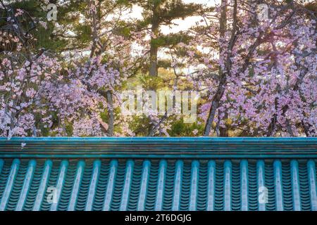 Kyoto, Japan - 2. April 2023: Heian-Schrein, erbaut anlässlich des 1100. Jahrestages der Gründung der Hauptstadt in Kyoto, gewidmet den Geistern von Kyoto Stockfoto