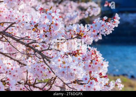 Kyoto, Japan - 1. April 2023: Präfekturaler Uji Park mit voller Kirschblüte ist das Symbol der Stadt Uji mit schöner Landschaft der Stadt und PR Stockfoto
