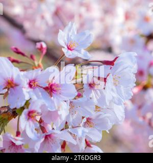 Kyoto, Japan - 1. April 2023: Präfekturaler Uji Park mit voller Kirschblüte ist das Symbol der Stadt Uji mit schöner Landschaft der Stadt und PR Stockfoto
