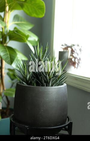 Zebra Haworthia Zimmerpflanze in einem Topf nahe einem Fenster. Stockfoto