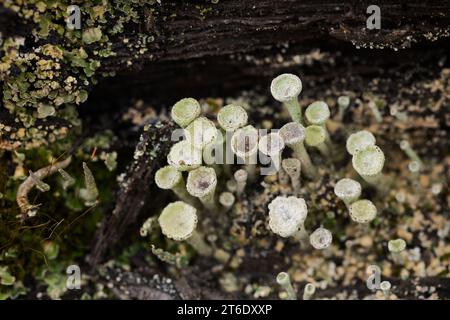 Pixie Tasse Flechte. Stockfoto