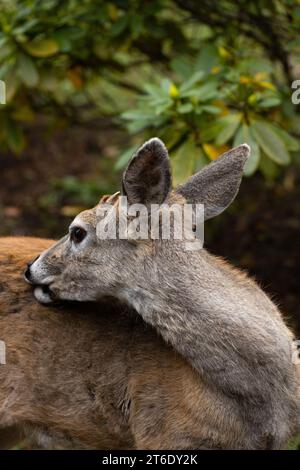 Ein junger Hirsch mit winzigen Geweihen. Stockfoto