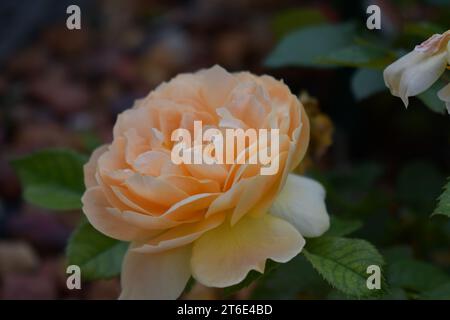Nahaufnahme von rose Stockfoto