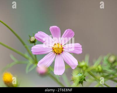 Schöne lila Cosmos Blume auf grün gewellten Hintergrund. Violette Blume Cosmos bipinnatus, gemeinhin als der Garten Kosmos oder mexikanischen Aster. Stockfoto