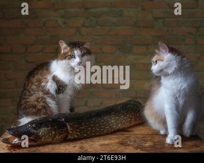 Stillleben mit Fischen und neugierigen Katzen Stockfoto