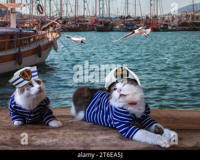 Lustiges Bild mit Katzen in Marionette Stockfoto