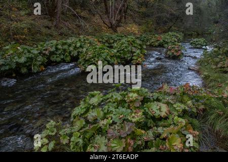 Darmera peltata, die indische Rhabarber- oder Regenschirmpflanze, wächst am Butte Creek in Kalifornien, USA. Stockfoto