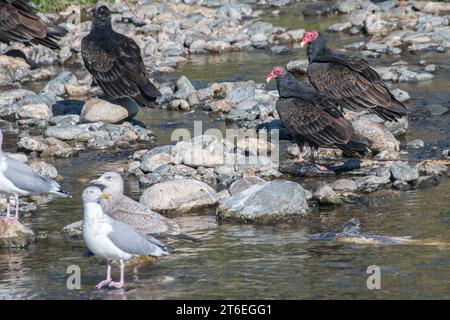 Putengeier (Cathartes aura) fressen und fressen toten chinook-Lachs am Ufer eines kalifornischen Flusses. Stockfoto