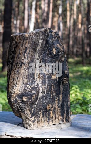 Versteinertes Holz im Park als ausgedehntes, abstraktes Muster von Rissen, Stockfoto
