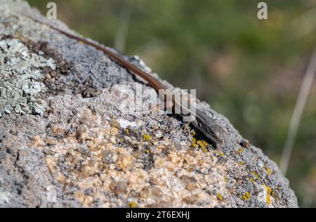 Algerischer Psammodromus, Psammodromus algirus. Foto aufgenommen in La Pedriza, Nationalpark Guadarrama, Madrid, Spanien. Stockfoto