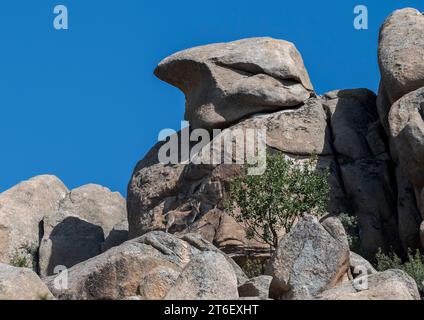 Westlicher Iberischer Steinbock, Capra pyrenaica subsp. Victoriae. Foto aufgenommen in La Pedriza, Nationalpark Guadarrama, Madrid, Spanien Stockfoto