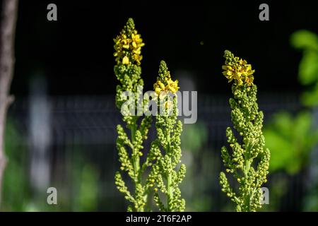 Leuchtend gelbe Blüten der Verbascum densiflorum Pflanze, allgemein bekannt als dicht blühende Königskerze, in einem sonnigen Sommergarten, schöner Blumenrücken im Freien Stockfoto