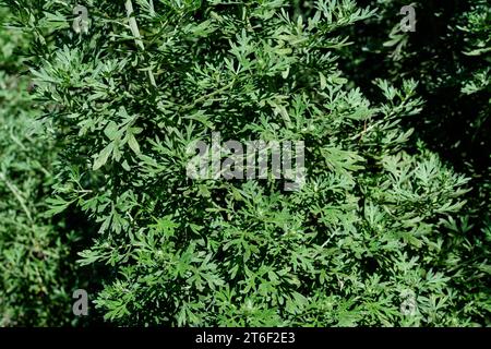 Nahaufnahme von frischen grünen Blättern von Artemisia absinthium, bekannt als großer Wermut oder Absinth, in einem Garten an einem sonnigen Frühlingstag, Hintergrundphotographe Stockfoto