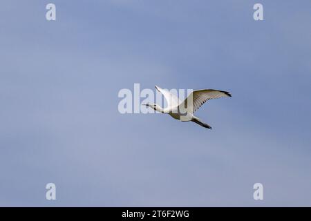 Ein fliegender Löffel an einem sonnigen Tag im Sommer, blauer Himmel, Nordfrankreich Stockfoto