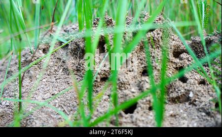 Ameisenhügel im grünen Gras. Ameisenhügel auf grünem Gras im Wald. Stockfoto