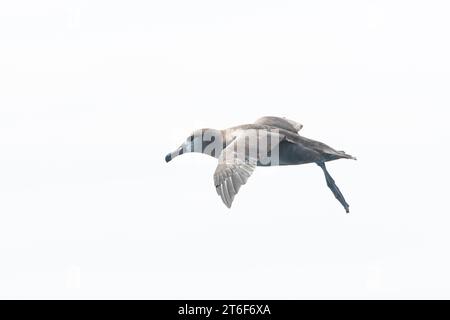 Schwarzfuß Albatross (Phoebastria nigripes) vor der Küste Kaliforniens, USA. Stockfoto