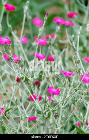 Lychnis Coronaria, Rose campion, Dusty miller, Königspilz, Bloody William, silbergraues Laub, kräftige rosa Blüten Stockfoto