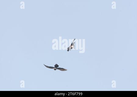 Rattenkrähe, Corvus albus, im Flug in Gambia. Stockfoto