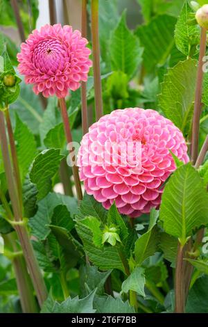 Dahlia Caitlin's Joy, Miniatur Ball Dahlia, Rose Pink Blumen Stockfoto