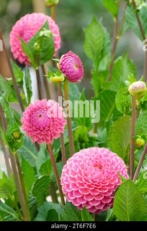 Dahlia Caitlin's Joy, Miniatur Ball Dahlia, Rose Pink Blumen Stockfoto