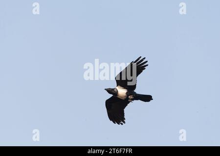 Rattenkrähe, Corvus albus, im Flug in Gambia. Stockfoto