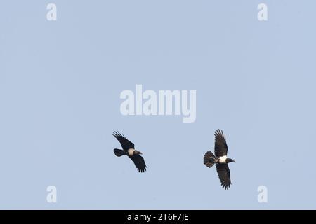 Rattenkrähe, Corvus albus, im Flug in Gambia. Stockfoto