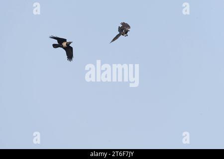 Rattenkrähe, Corvus albus, im Flug in Gambia. Stockfoto