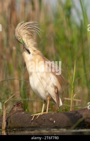 Ausgewachsener Squacco Reiher, Ardeola ralloides, im Frühjahr in Ungarn im Feuchtgebiet. Stockfoto