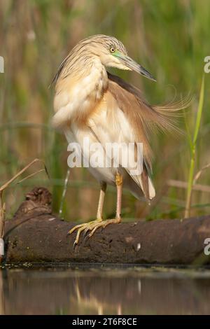 Ausgewachsener Squacco Reiher, Ardeola ralloides, im Frühjahr in Ungarn im Feuchtgebiet. Stockfoto