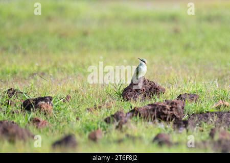 Ein einsamer, schöner asiatischer Bienenfresser (Merops orientalis), der auf einem Felsen in der Wildnis ruht und ein wachsames Auge für die Bienen und anderen Insekten hat Stockfoto