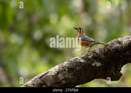 Eine einsame wunderschöne Orangendrossel (Geokichla citrina), die auf einem Ast in den wilden Wäldern von Goa, Indien, thront. Stockfoto