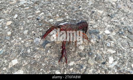 Rote Flusskrebse aus Louisiana, fotografiert über eine Landstraße Stockfoto