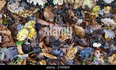 Nasse Herbstblätter auf dem Boden im Wald Stockfoto