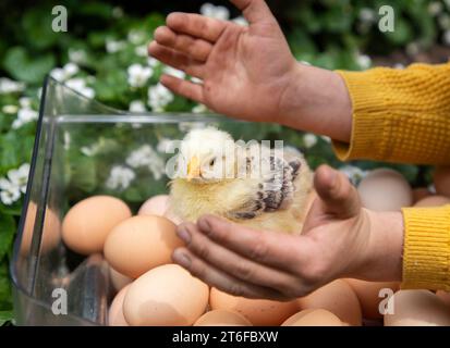 Kinderhände und ein kleines Huhn, das auf einem Satz gesammelter Eier sitzt. Überraschung, Freude an der Kommunikation mit kleinen Tieren. Kenntnis der Umgebung Stockfoto