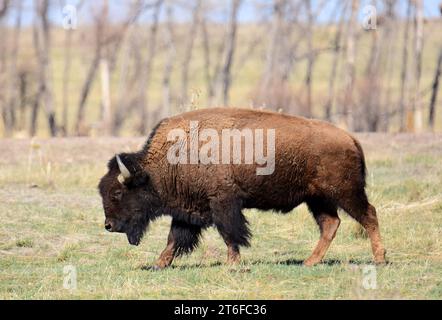 Amerikanische Bisons weiden an einem sonnigen Frühlingstag in den felsigen Bergen in der Handelsstadt in der Nähe von denver, colorado Stockfoto