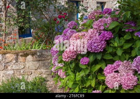 Hortensien vor einer alten Steinmauer, Bretagne, Frankreich Stockfoto