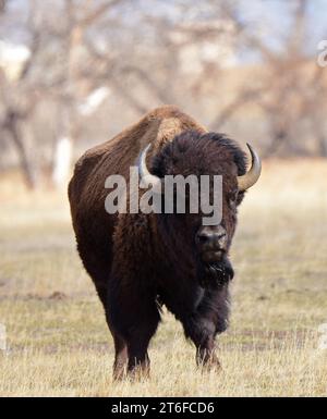 Aamericaner Bisons entlang der Wildlife Drive im felsigen Arsenal in der Handelsstadt in der Nähe von denver. colorado Stockfoto