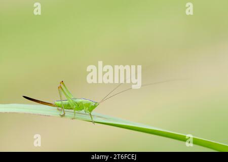 Langflügelkegelkopf (Conocephalus fuscus), weibliche Nymphe, Nordrhein-Westfalen, Deutschland Stockfoto