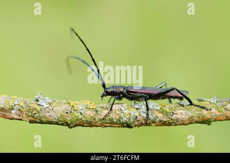 Moschuskäfer (Aromia moschata), männlich, Nordrhein-Westfalen, Deutschland Stockfoto