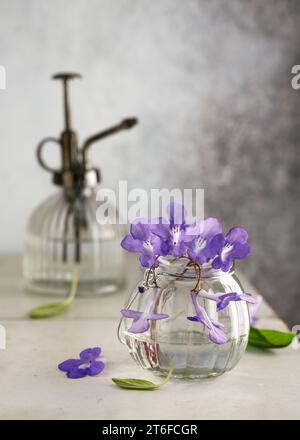 Stillleben mit einem wunderschönen Blumenstrauß aus violetten falschen afrikanischen Blumen und einem Vintage-Wassersprüher aus Stahl im Garten zu Hause. Botanisches Innendesign. Kopie sp Stockfoto