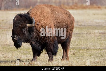 Aamericaner Bisons entlang der Wildlife Drive im felsigen Arsenal in der Handelsstadt in der Nähe von denver. colorado Stockfoto