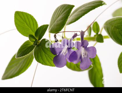 Falsche afrikanische Veilchenpflanze mit hellblauen Blüten auf weißem Hintergrund (Streptocarpus saxorum). Selektiver Fokus. Stockfoto