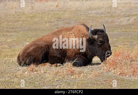 amerikanische Bisons ruhen sich im Frühjahr in der Handelsstadt in der Nähe von denver, colorado, auf einer Wildtierfahrt in felsigen Bergen aus Stockfoto