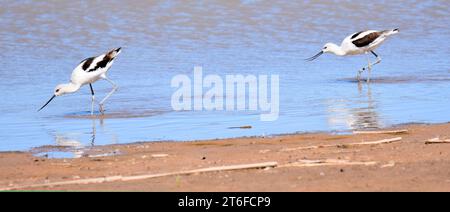 Ein Paar amerikanischer Lauben, die in einem See im Naturschutzgebiet bosque del apache in san antonio, New mexico, auf der Suche sind Stockfoto